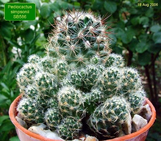Pediocactus _simpsonii _SB586 _07